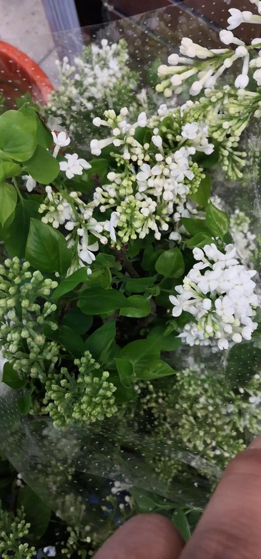 配花-丁香花-白色 商品图3