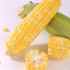 云南 西双版纳 爆浆水果甜玉米 商品缩略图2