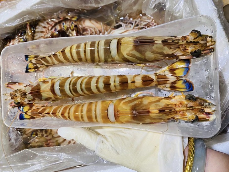 活鲜海鲜精选东山海鲜野生斑节虾东山海域捕捞虾类中细嫩q弹又甜又嫩