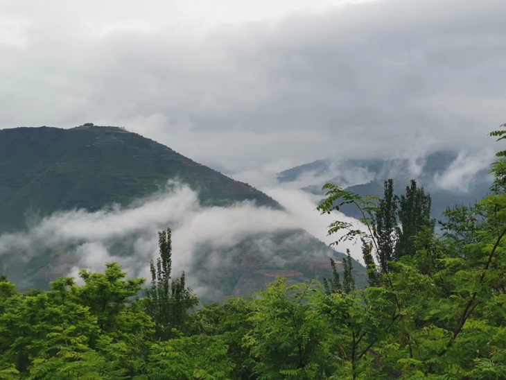 礼县土蜂蜜香山自然保护区纯净蜜源陇南扶贫产品真正不掺假好蜂蜜