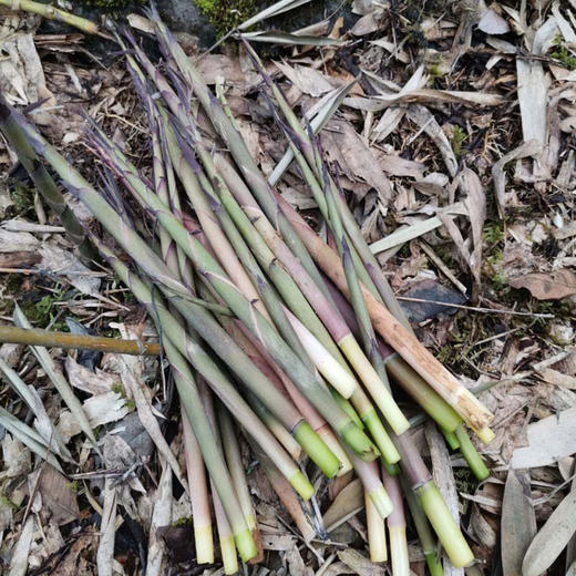 【新鲜小野笋500g】