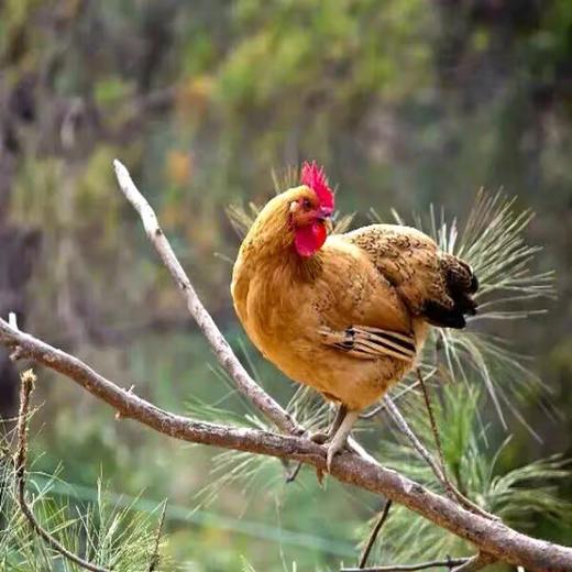秀山土鸡白条1只装 鲜嫩可口 安全原生态高品质!