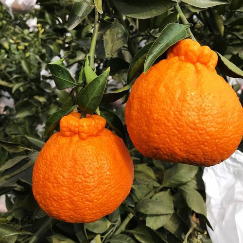 活动四川丑橘198元3斤