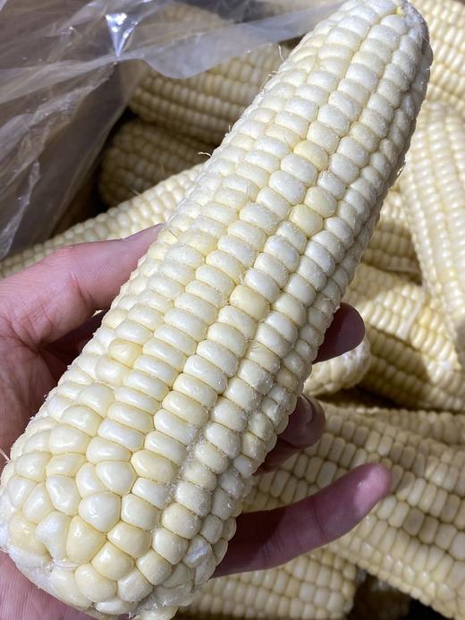 周五取货：【东北黑土地甜糯玉米】特惠：15元/5根！又粘又糯！ 商品图3