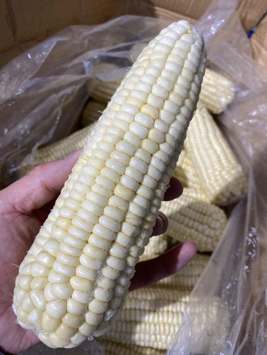 周五取货：【东北黑土地甜糯玉米】特惠：15元/5根！又粘又糯！ 商品图4