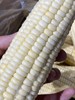周五取货：【东北黑土地甜糯玉米】特惠：15元/5根！又粘又糯！ 商品缩略图2