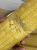 周五取货：【东北黑土地甜糯玉米】特惠：15元/5根！又粘又糯！ 商品缩略图8