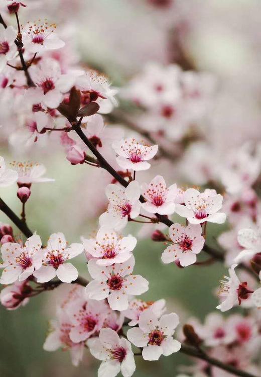 【交换春天】紫叶李花 若干枝/扎 商品图4