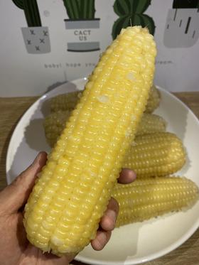 周四取货：【东北黑土地甜糯玉米】特惠：15元/5根！又粘又糯！