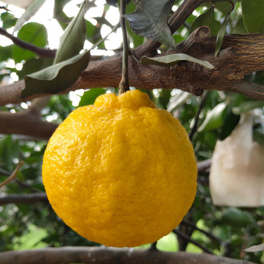 生态时令四川柠檬不知火柠檬的香气不知火的口感细嫩脆爽好吃不上火