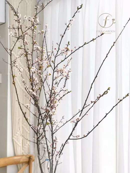 【交换春天】紫叶李花 若干枝/扎 商品图1