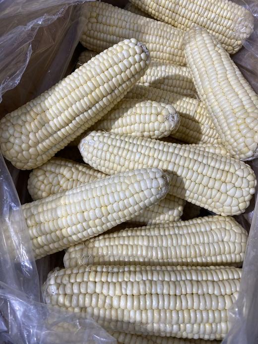 周五取货：【东北黑土地甜糯玉米】特惠：15元/5根！又粘又糯！ 商品图6