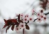 【交换春天】紫叶李花 若干枝/扎 商品缩略图3