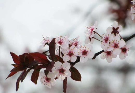 【交换春天】紫叶李花 若干枝/扎 商品图3