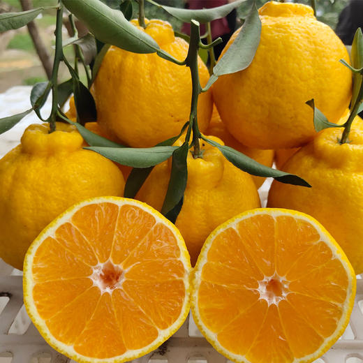 生态时令四川柠檬不知火柠檬的香气不知火的口感细嫩脆爽好吃不上火