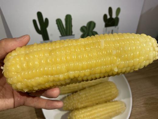周五取货：【东北黑土地甜糯玉米】特惠：15元/5根！又粘又糯！ 商品图11