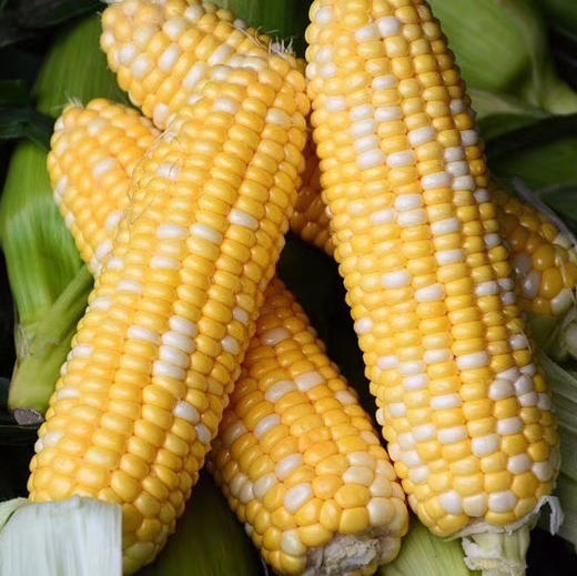 云南高产玉米新品种图片