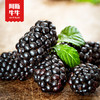 【绿色】新鲜桑葚(2斤/盒)【限成都地区购买】顺丰快递 商品缩略图4