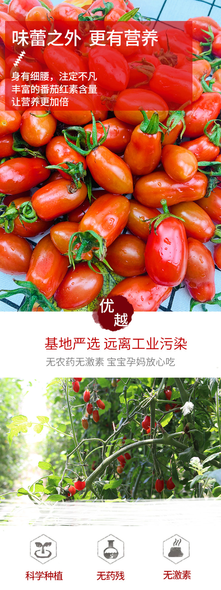 丹东花生小柿子500克盒