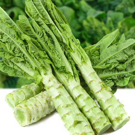 精品菜：青笋1600g