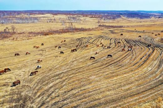 无油无盐无碱无添加 微量定制 悦意石磨有机全麦胚芽面条 包邮 商品图4