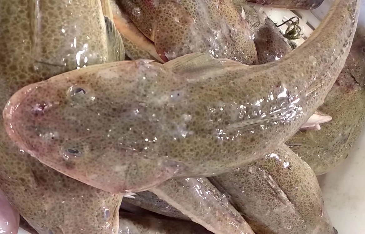 海鲜精选东山海鲜61活鲜牛尾鱼东山海域捕捞脂肪含量很低肉质比较