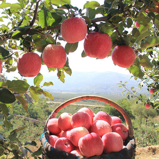 静宁红六福富硒苹果 商品图0