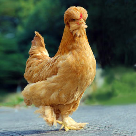 鲜品鲜芙蓉江五爪鸡带肫肝心手袋装115公斤袋顺丰直发