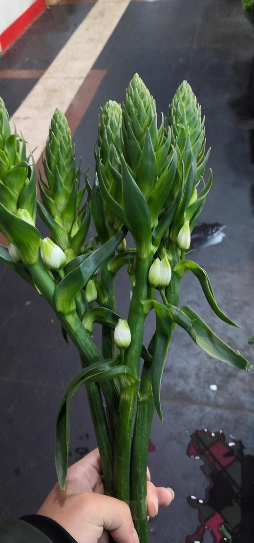 配花-圣心百合-白色-5枝/扎 商品图1