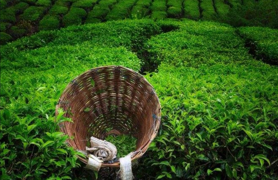 【限时抢购】2020年竹溪贡茶新茶明前绿茶贡芽王50g包邮