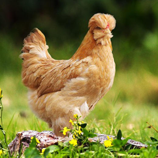 鲜品鲜芙蓉江五爪鸡带肫肝心手袋装115公斤袋顺丰直发