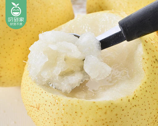 河北精品水晶梨/1份（约1500g±50g） 商品图1