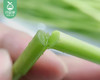 四川新鲜芦蒿/1份（约200g） 商品缩略图4