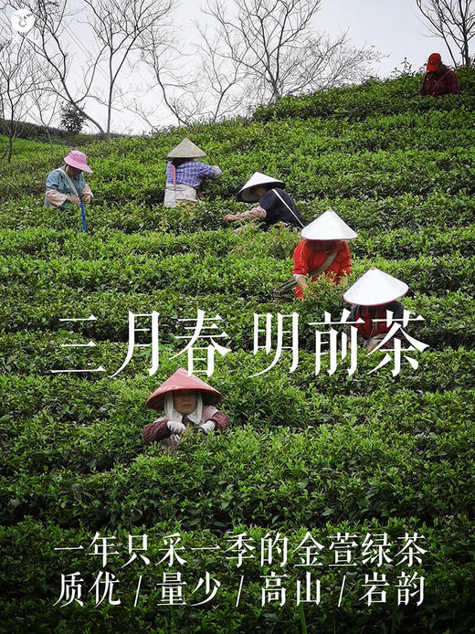 【唯心金萱绿茶2022年新茶】头春茶一级茶青 明前茶青 台湾茶树 125g/罐 商品图4