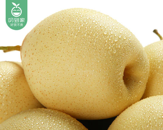 河北精品水晶梨/1份（约1500g±50g） 商品图5