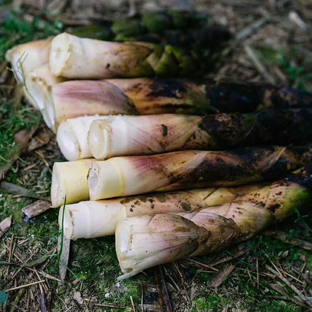 明月村新鲜雷竹笋 | 山人优选，只卖20天，纯手工采挖，嫩的出汁儿，肉厚味浓，吃着超过瘾！