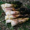 明月村新鲜雷竹笋 | 山人优选，只卖20天，纯手工采挖，嫩的出汁儿，肉厚味浓，吃着超过瘾！ 商品缩略图0