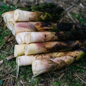 明月村新鲜雷竹笋 | 山人优选，只卖20天，纯手工采挖，嫩的出汁儿，肉厚味浓，吃着超过瘾！