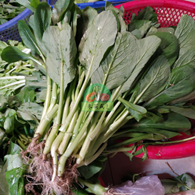 本地油菜丛（带头）