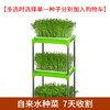 芽苗种子（满4斤包邮 偏远地区除外） 商品缩略图3