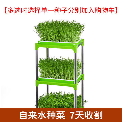 芽苗种子（满4斤包邮 偏远地区除外） 商品图3