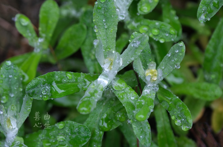 路旁及农田草地处都有生长青米果的原料之一鼠麴草烟雨蒙蒙中鼠麴草伸