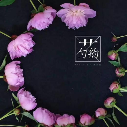 【量大从优】成都重瓣芍药  粉色 1捆（5扎） 商品图0