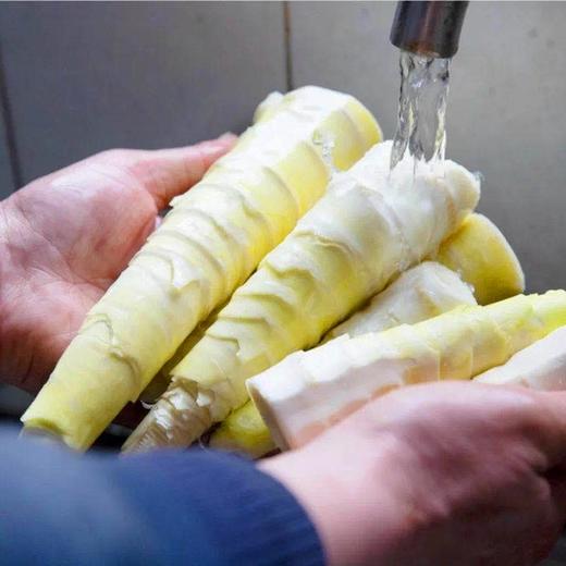 明月村新鲜雷竹笋 | 山人优选，只卖20天，纯手工采挖，嫩的出汁儿，肉厚味浓，吃着超过瘾！ 商品图1