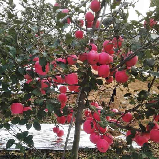 物本源有机益生菌苹果 商品图2