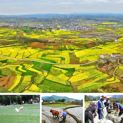 【五谷未来】来自洋县，有机黑米+有机红米，软糯易熬，清甜留香，一日三餐加点它 商品图3