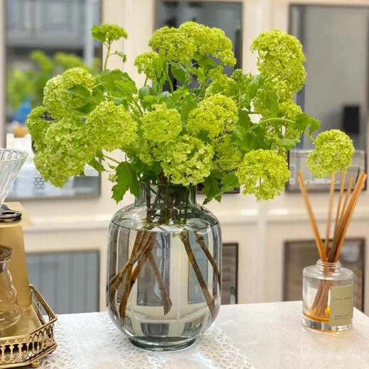 木绣球（国产） 商品图2