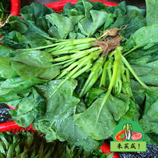 芥兰丛（带头） 商品图0