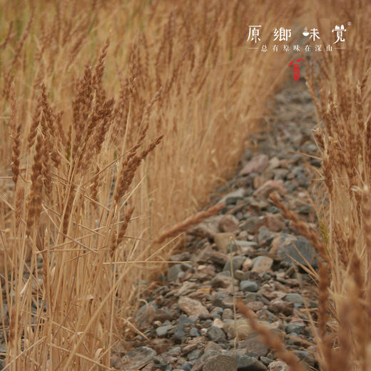 红秃头生态面粉（基地直发-韵达/邮政包邮）｜5斤/袋，来自甘肃武威，生产者：陈多昌【合作生产，公平贸易】 商品图7