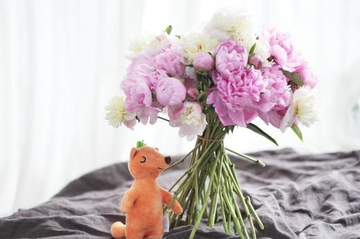 【量大从优】成都重瓣芍药  粉色 1捆（5扎） 商品图2